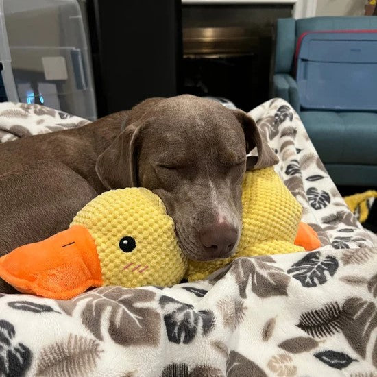 Durable Duck Dog Toy for High-Energy Chewers